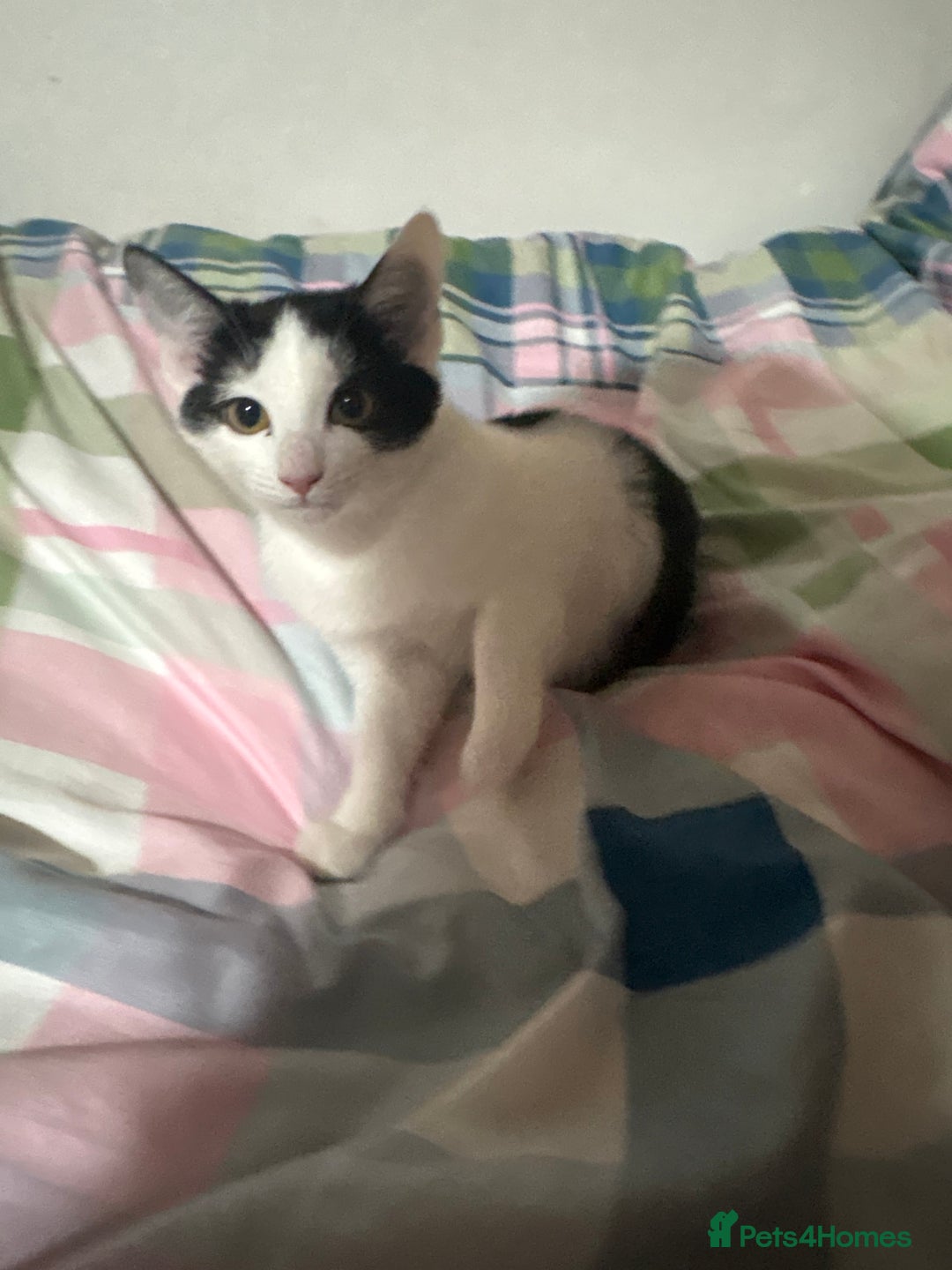 Mixed Breed cats for sale: 3 FEMALE MIXED KITTENS WITH QUARTER SIAMESE - Advert 1