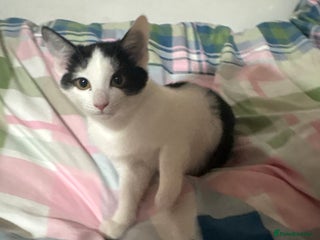 Mixed Breed cats 3 FEMALE MIXED KITTENS WITH QUARTER SIAMESE - Advert 1