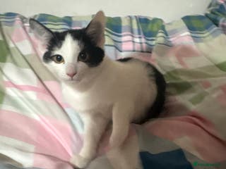 Mixed Breed cats 3 FEMALE MIXED KITTENS WITH QUARTER SIAMESE - Advert 3