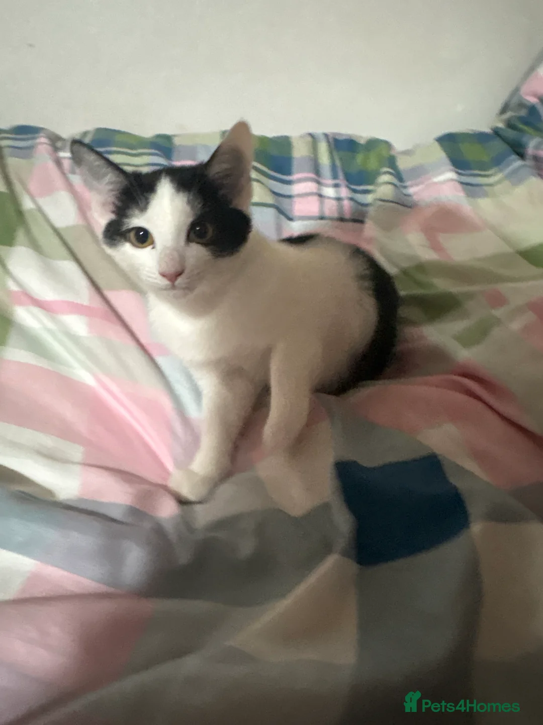 Mixed Breed cats for sale: 3 FEMALE MIXED KITTENS WITH QUARTER SIAMESE - Advert 1