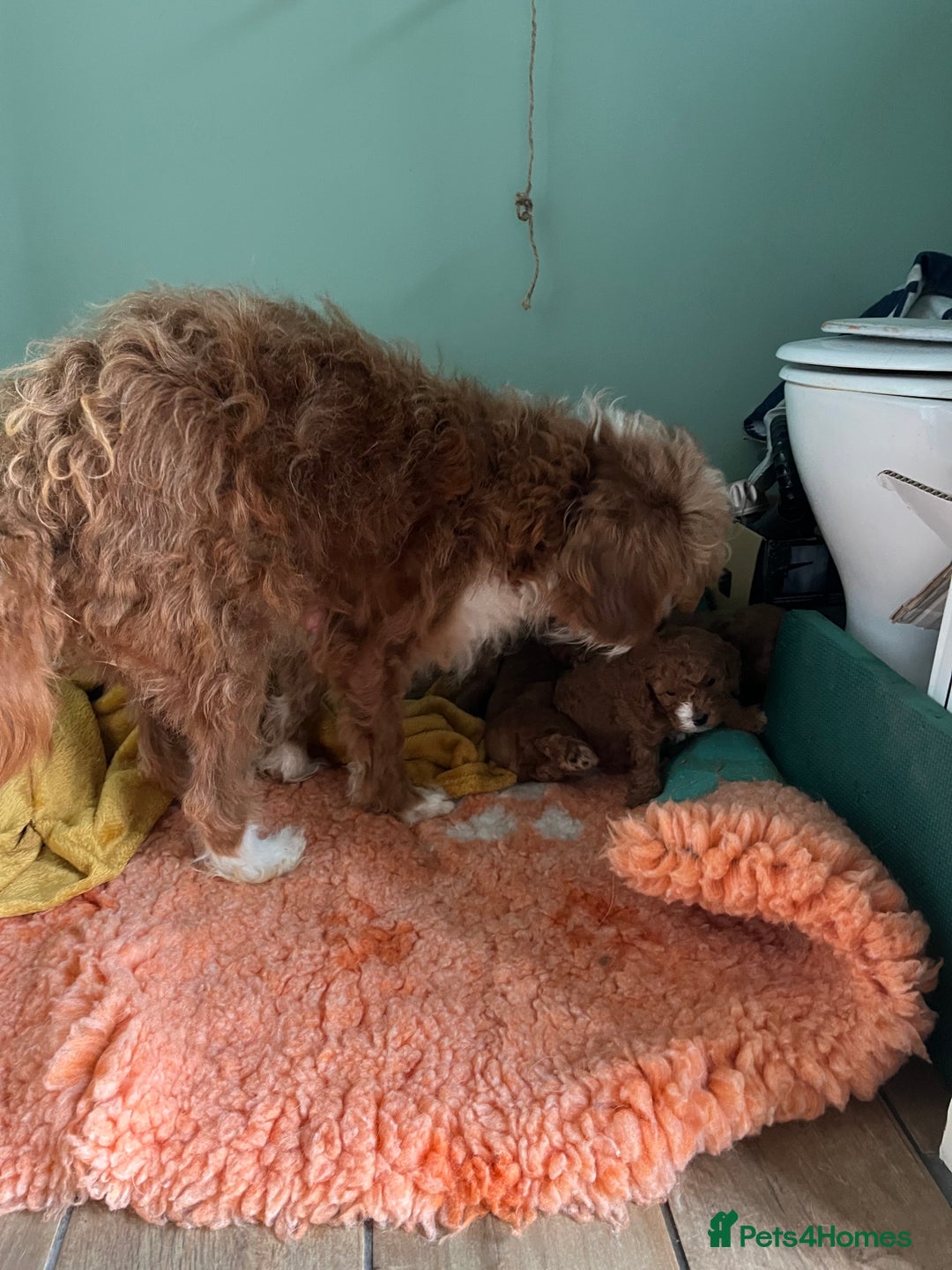 Cavapoo dogs for sale: Beautiful cavapoos - Advert 12