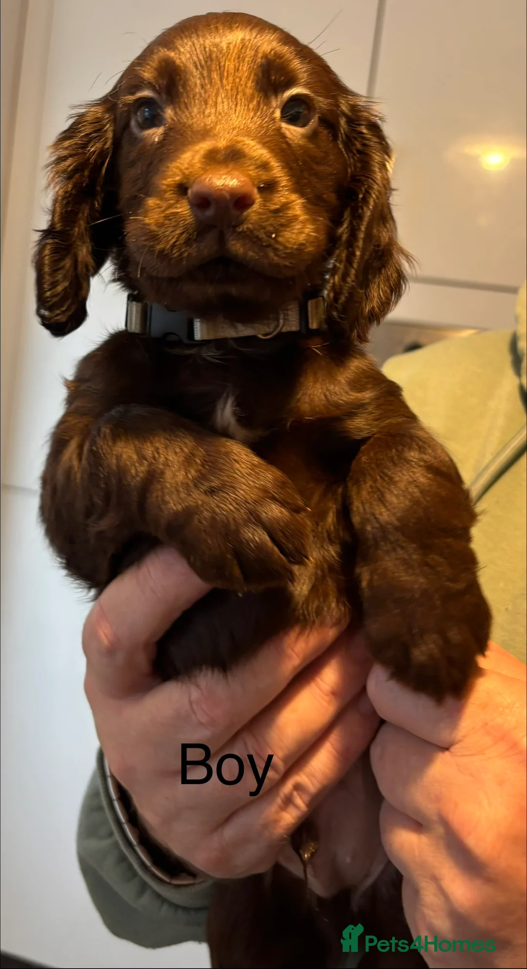 Cocker Spaniel dogs for sale: Cocker Spaniel Puppies  - Advert 11
