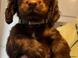 Cocker Spaniel dogs Cocker Spaniel Puppies - Advert 4