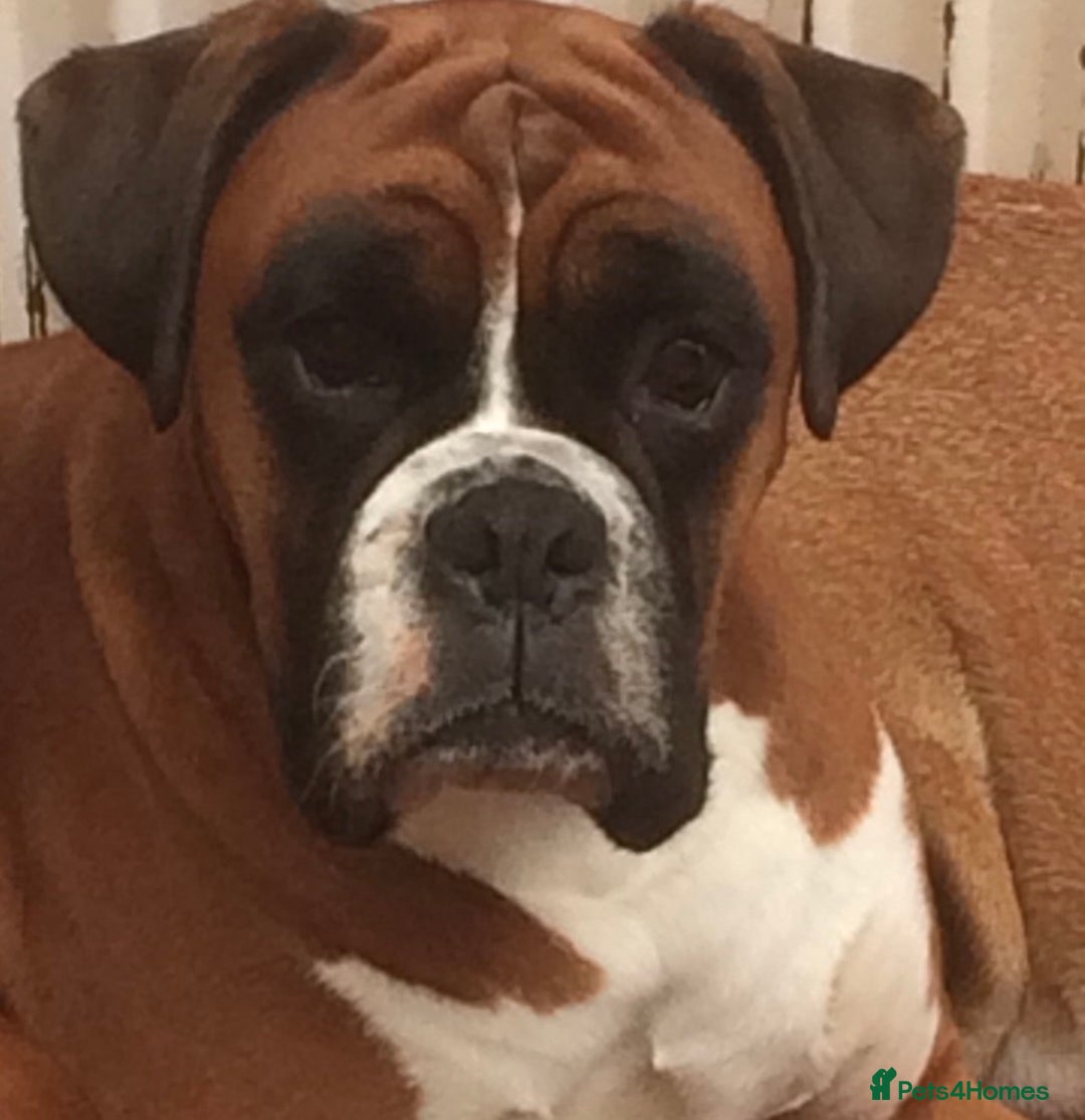 Gallery Image {{count}}