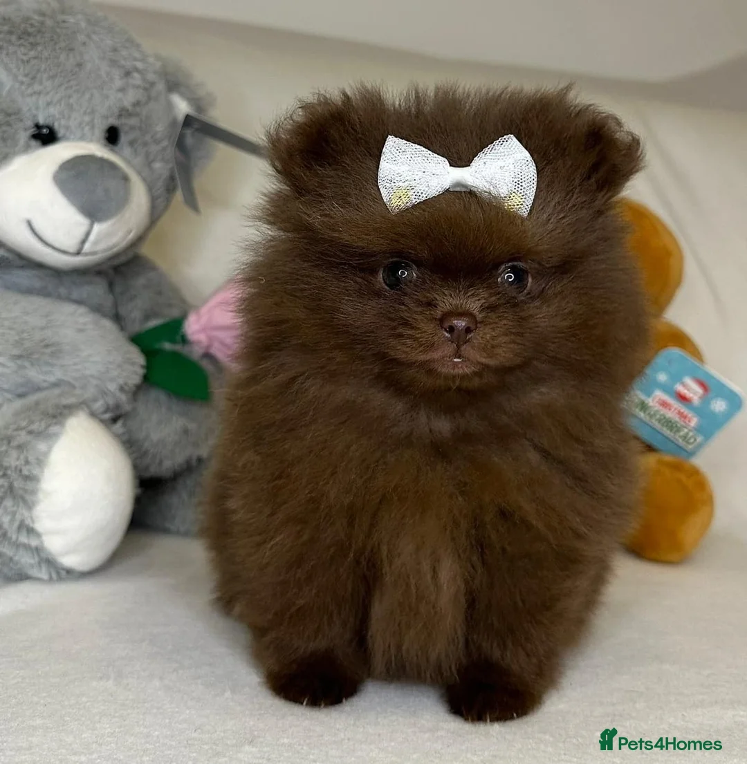 Pomeranian dogs for stud: Solid Lilac Tiny 1.8kg Stud Dog DNA health tested in Rotherham - Advert 13