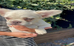 French Bulldog dogs for sale: female fluffy French bulldog 🩷 - Image 4