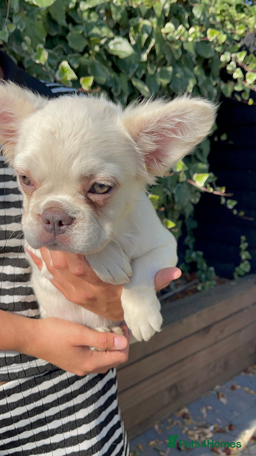French Bulldog dogs for sale: female fluffy French bulldog 🩷 - Image 4