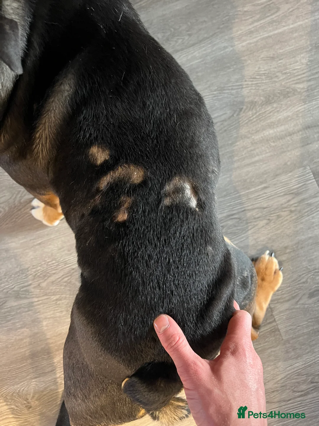 English Bulldog dogs for sale: English bulldog  - Advert 7