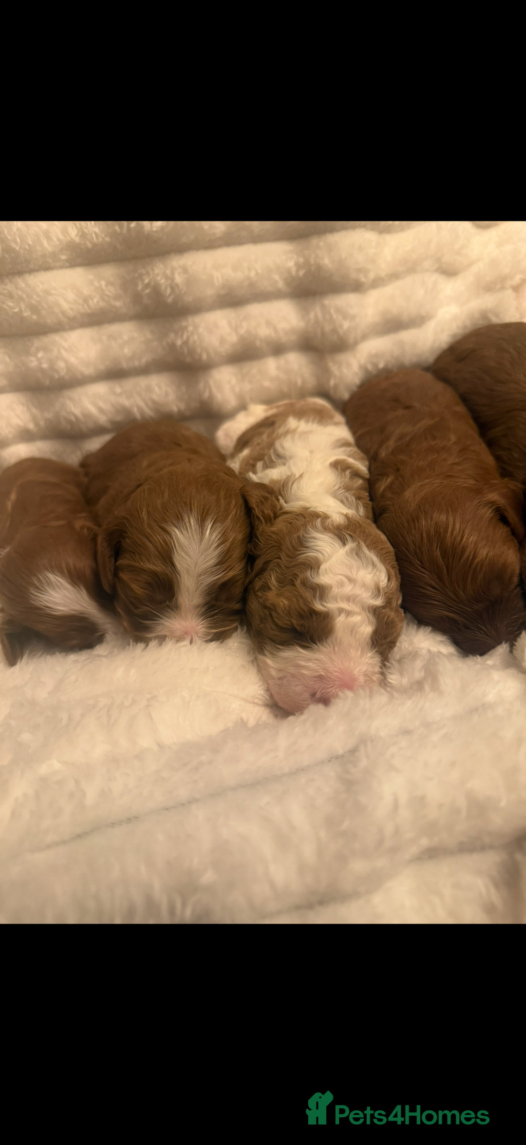 Cavapoo dogs for sale: Beautiful cavapoo puppies  - Advert 7