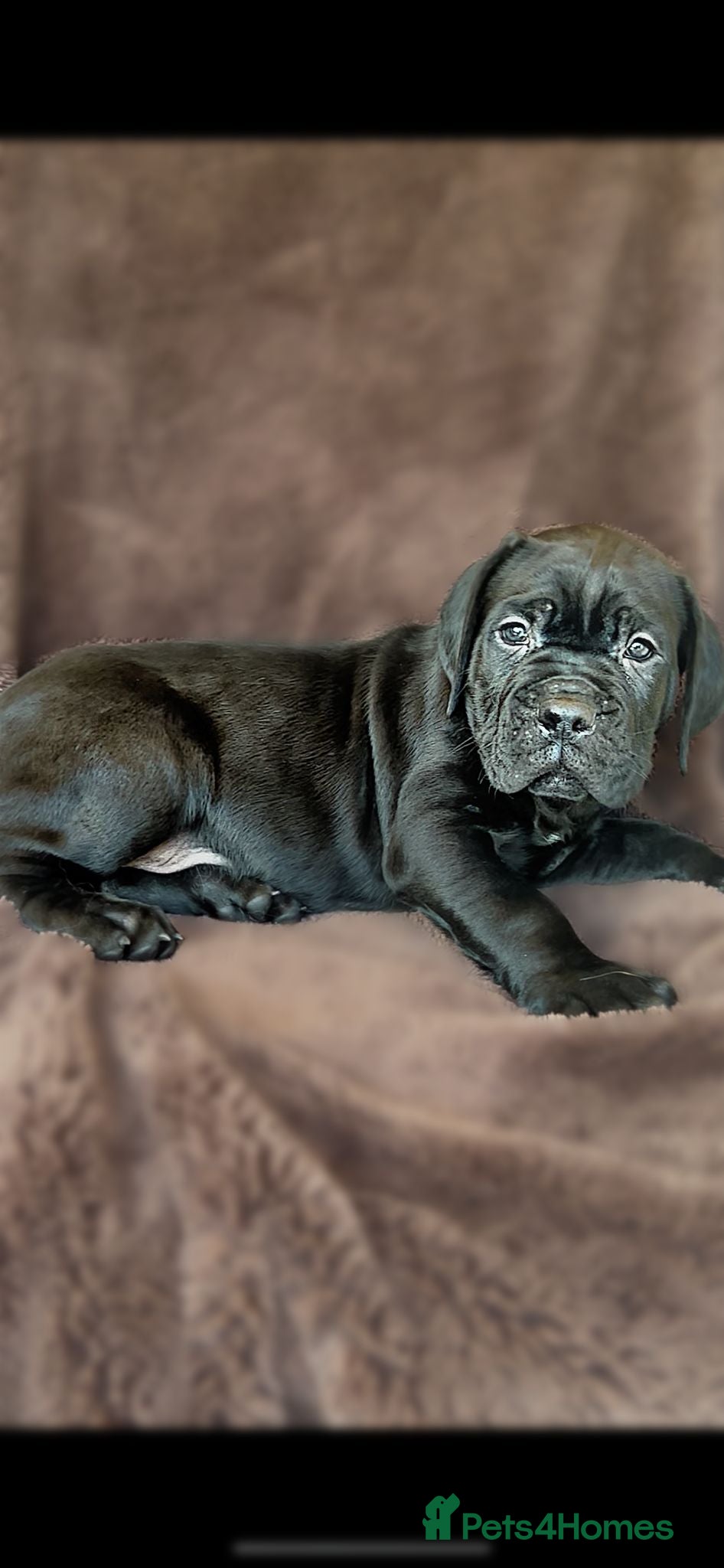 Cane Corso dogs Our last 2 beautiful boys,ready for there new home - Advert 3