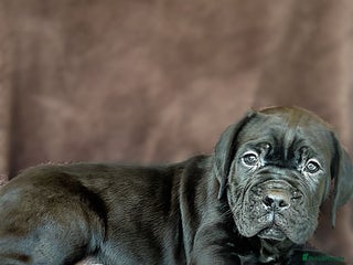 Cane Corso dogs Our last 2 beautiful boys,ready for there new home - Advert 18
