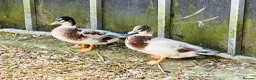 Ducks poultry for sale: Call Ducks  - Advert 4