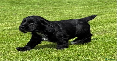 Cocker Spaniel dogs - Advert 7