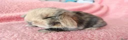 Mini Lop rabbits for sale: Baby mini lops for sale  - Advert 8