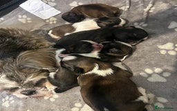 Shih Tzu dogs for sale: Beautiful shih Tzu puppies for sale  - Image 3