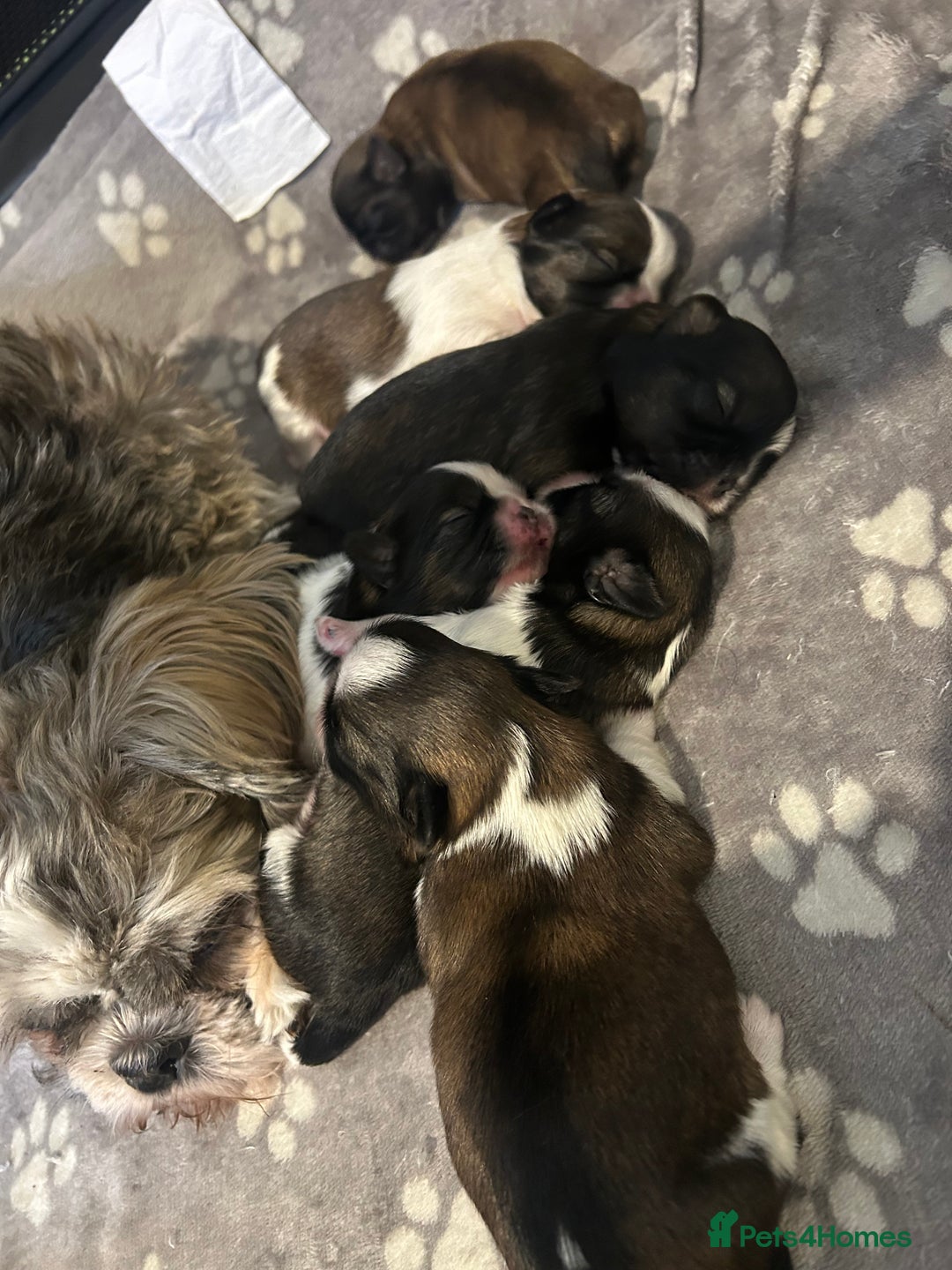 Shih Tzu dogs for sale: Beautiful shih Tzu puppies for sale  - Image 3