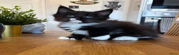 Maine Coon cats for sale: MAINE COON KITTENS - 1 POLYDACTYL - Advert 6