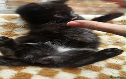 British Shorthair cats for sale: Stunning British Shorthair Kittens Ready Now! - Image 9
