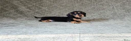 Miniature Dachshund dogs for sale: Silkie Mini Dachshund Puppies  - Advert 10