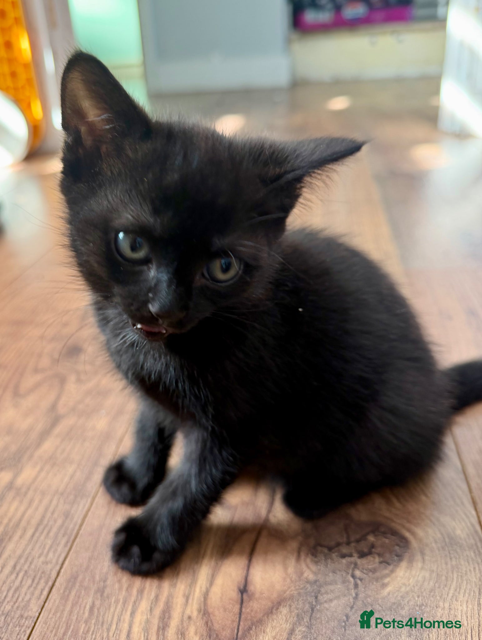 British Shorthair cats 1 Black Kitten left  - Advert 14