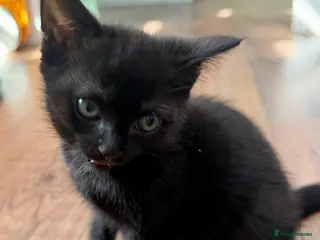 British Shorthair cats 1 Black Kitten left - Advert 14