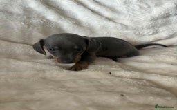 Miniature Dachshund dogs for sale: Miniature Dachshund puppies - Image 11