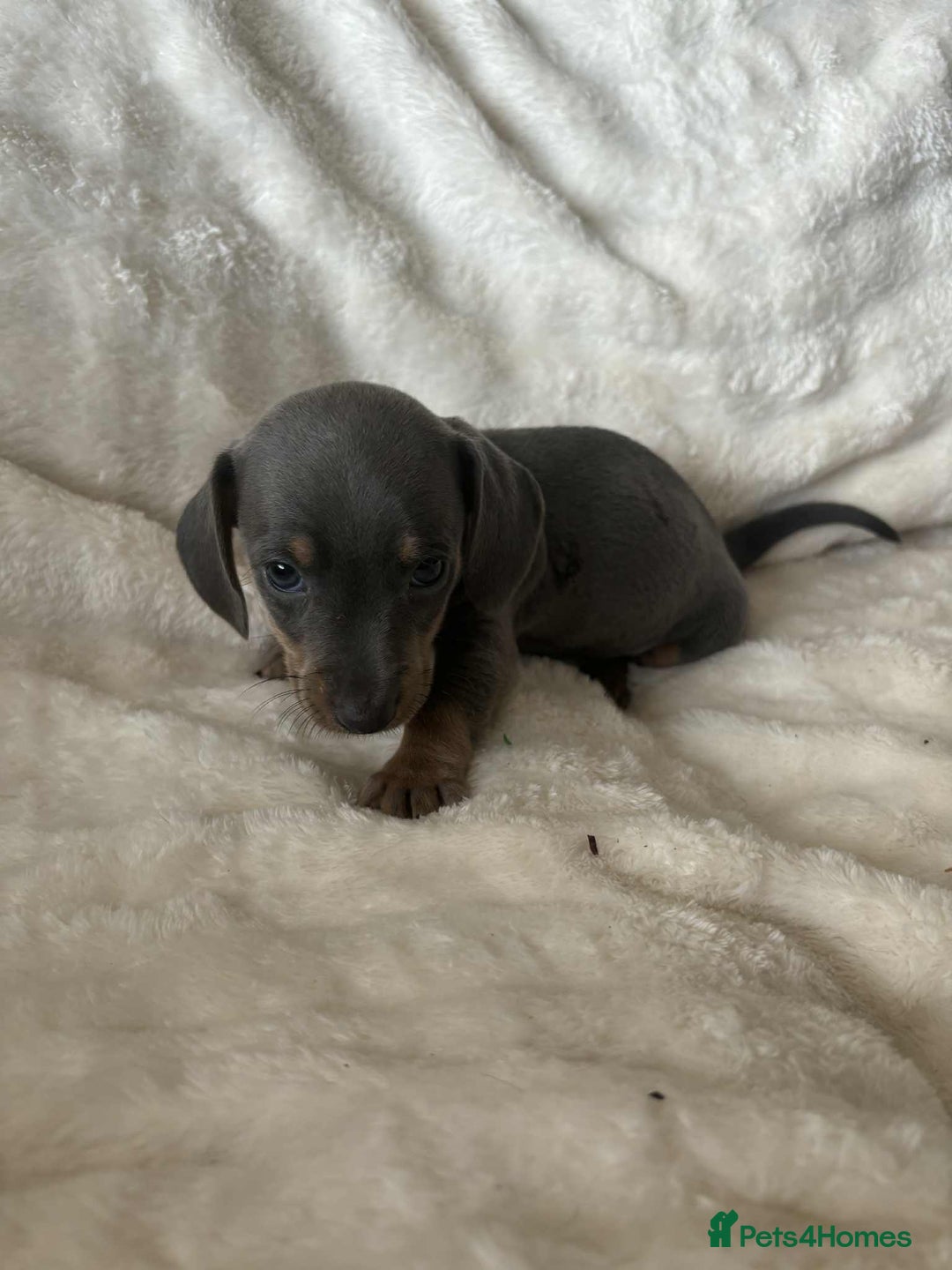 Miniature Dachshund dogs for sale: Miniature Dachshund puppies - Image 11