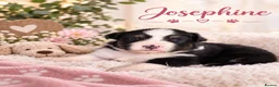 Australian Shepherd dogs for sale: Australian shepherds  - Advert 39