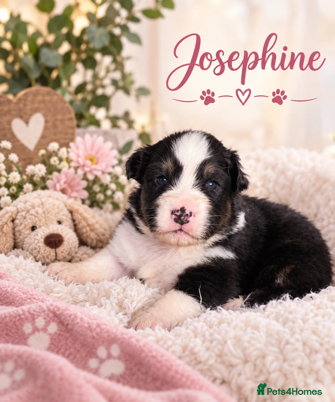 Australian Shepherd dogs for sale: Australian shepherds  - Advert 39