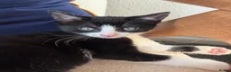 Mixed Breed cats for sale: black and white kittens  - Advert 3
