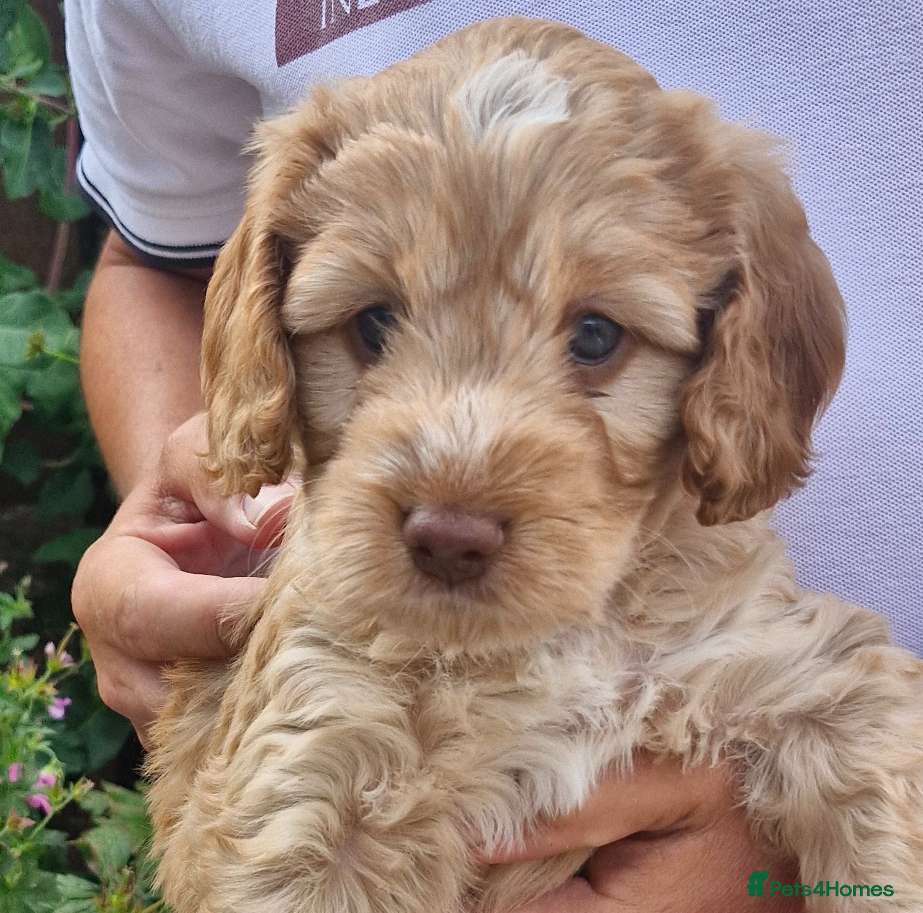 Cockapoo dogs Beautiful Cockapoo Puppies - Advert 12