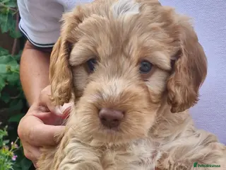 Cockapoo dogs Beautiful Cockapoo Puppies - Advert 12