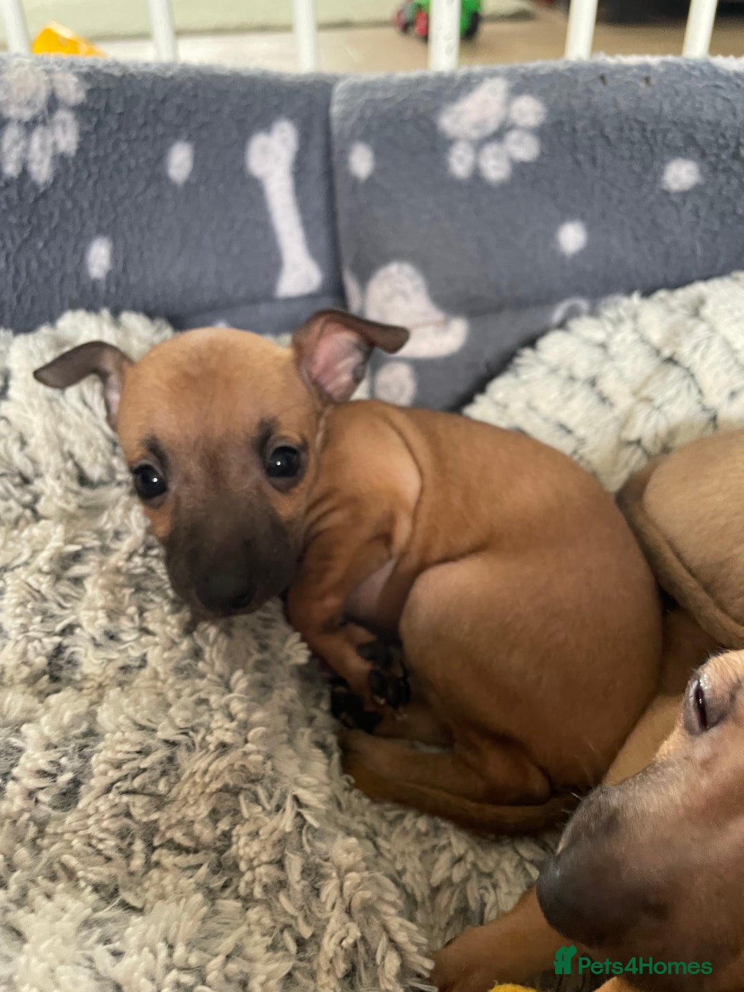 Italian Greyhound dogs for sale: Ready from next week Little Italian Greyhound pups - Image 24