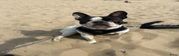 French Bulldog dogs for stud: Pied french bull dog ready for stud in Bury - Advert 4