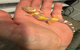 Leopard Gecko reptiles for sale: Leopard geckos  - Image 2
