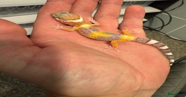 Leopard Gecko reptiles - Advert 9