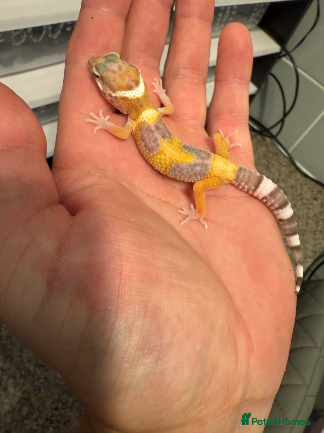 Leopard Gecko reptiles for sale: Leopard geckos  - Image 2