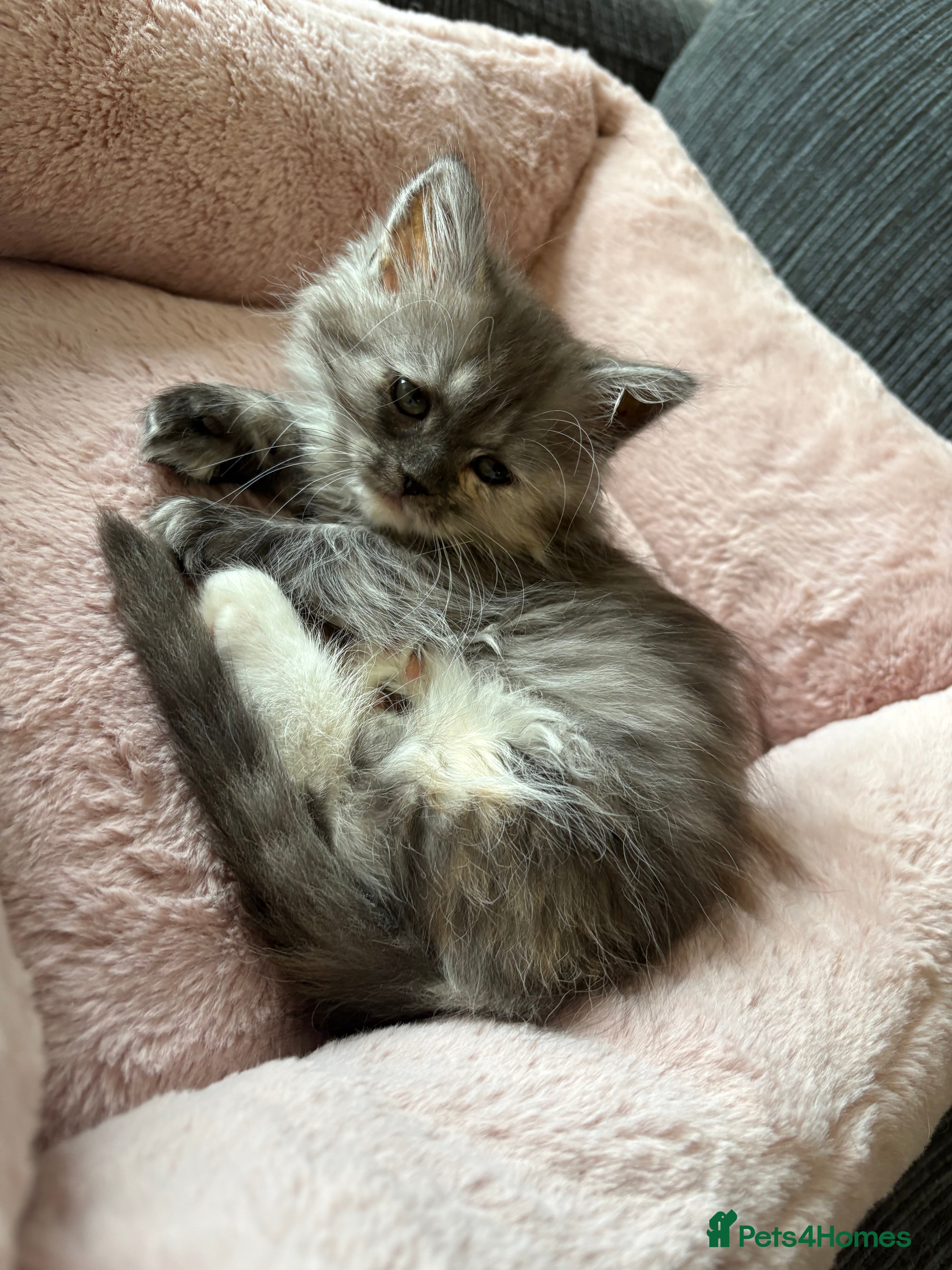 Munchkin cats Munchkin kittens  - Advert 4