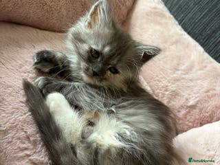 Munchkin cats Munchkin kittens - Advert 3