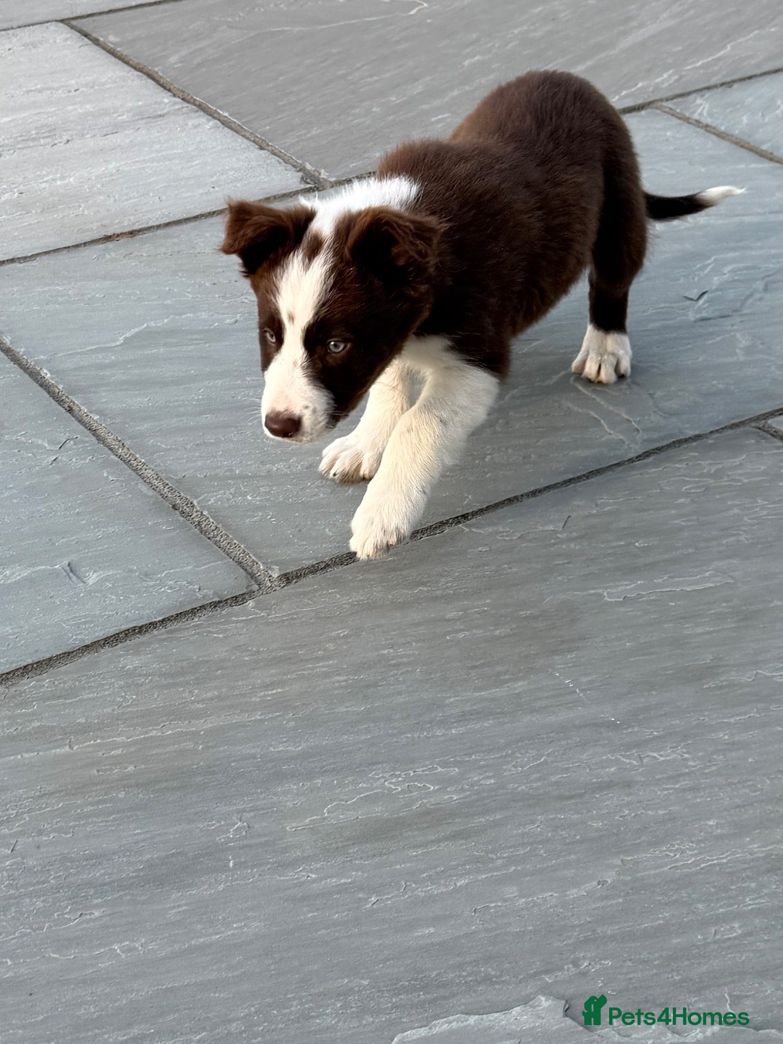 Border Collie dogs Health tested clear KC reg R&W border collies - Advert 2
