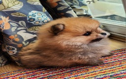 Pomeranian dogs for sale: Beautiful quality pomeranian girl puppies  - Image 11