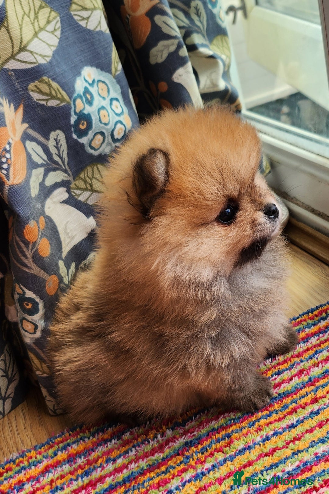 Pomeranian dogs for sale: Beautiful quality pomeranian girl puppies  - Image 11