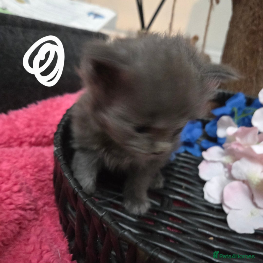 Maine Coon cats for sale: Champion russian Maine coon kittens - Advert 17