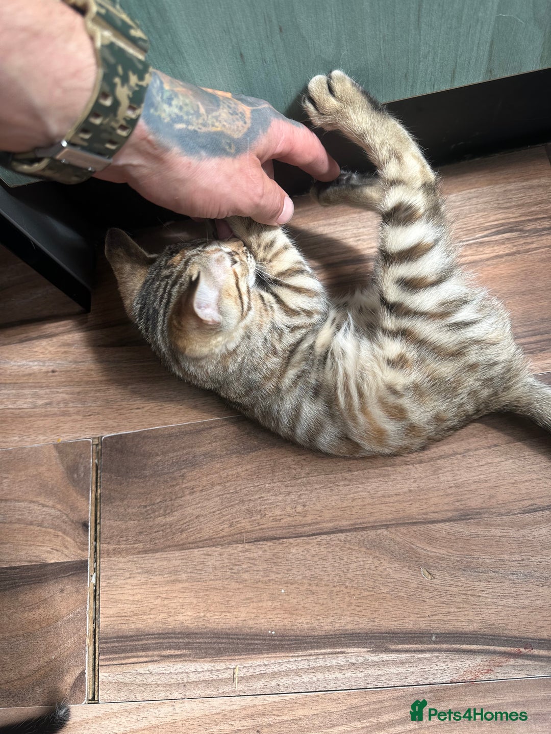 Mixed Breed cats for sale: Crossed BENGALS  - Image 15