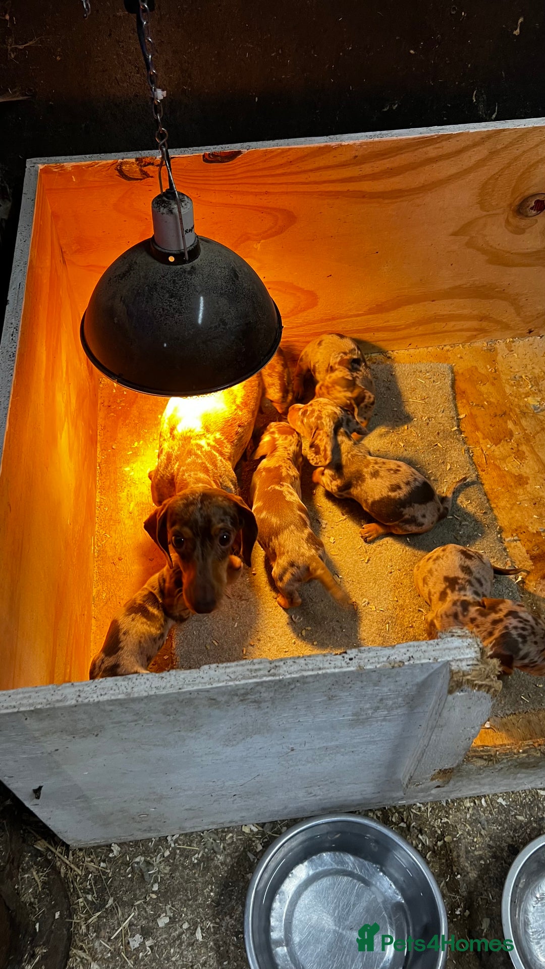 Miniature Dachshund dogs for sale: dappled miniature dachshund  - Image 4