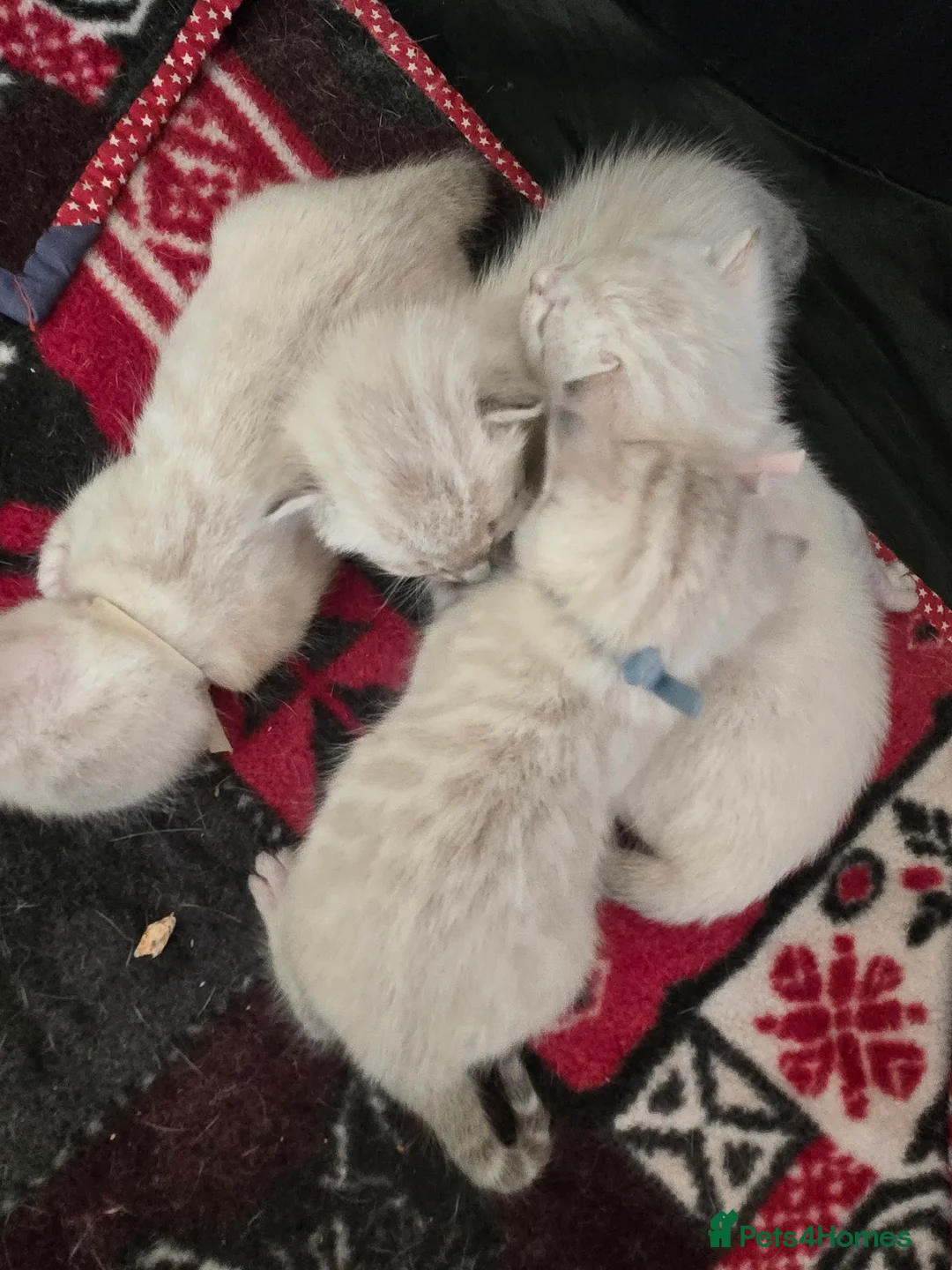 Bengal cats for sale: 🌟 Stunning pure bengal snow kittens 🎉 - Advert 2