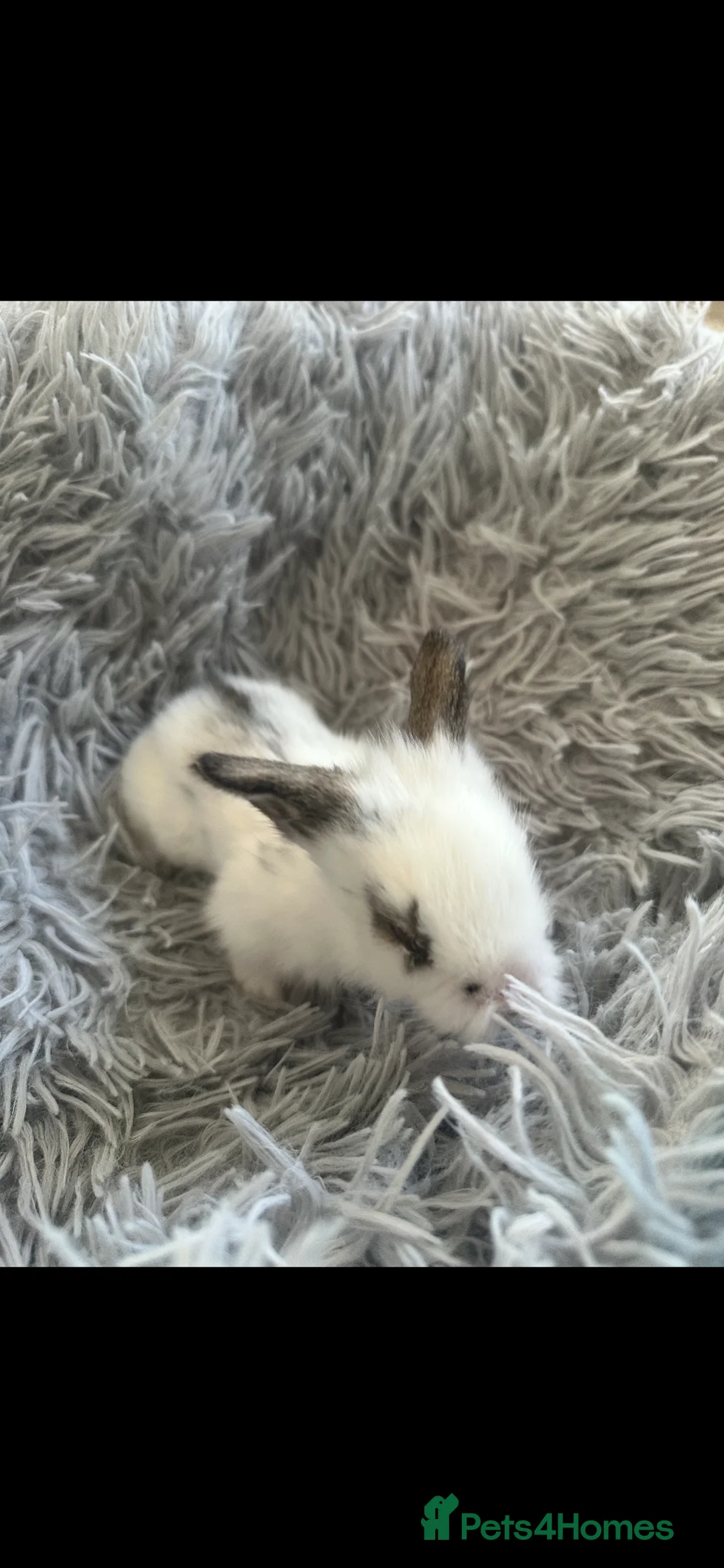 Lionhead rabbits for sale: Adorable Lionhead rabbits looking for Loving Homes in Bedford - Advert 8