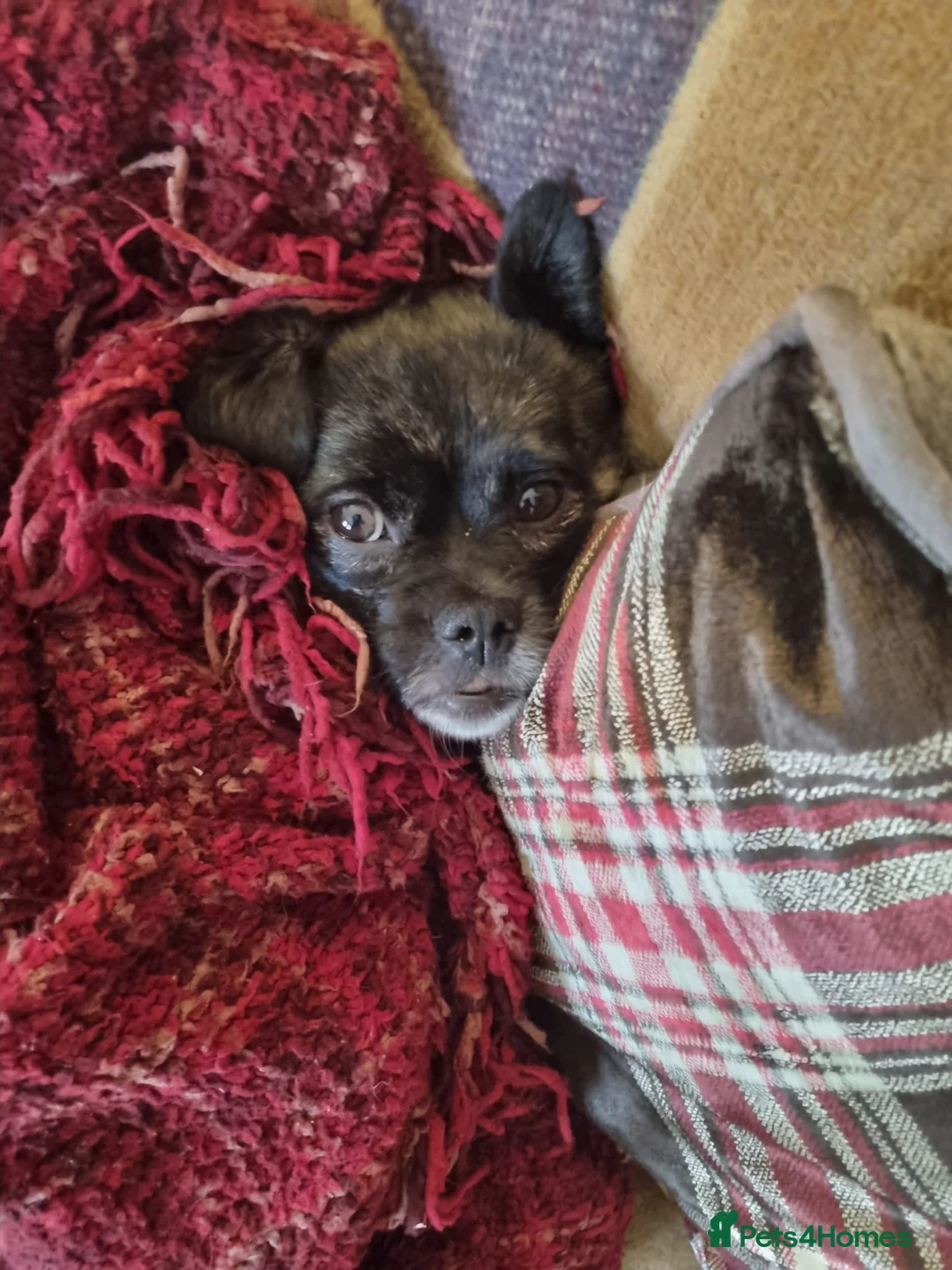 Mixed Breed dogs for adoption: 💔🐶 JUDY – A LITTLE ANGEL in Kettering - Advert 28