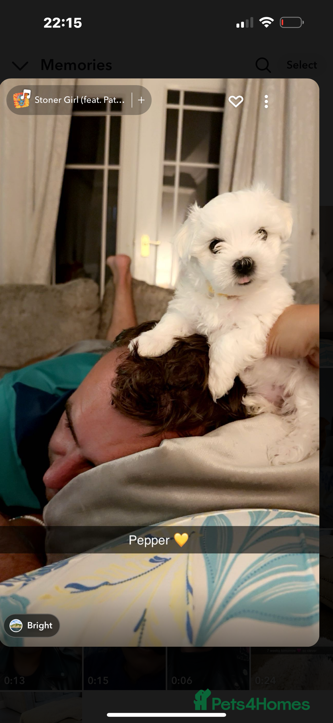 Mixed Breed dogs for sale: Bichon Maltese pups for sale 4 girls 1 boy - Image 3