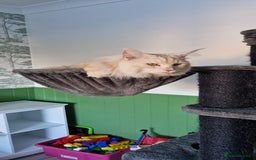 Maine Coon cats for sale: Male cream smoke  - Image 2